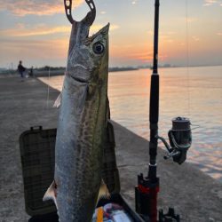 尻尾が付いた座布団でした・・・