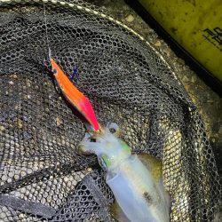 秋🦑釣れます😊