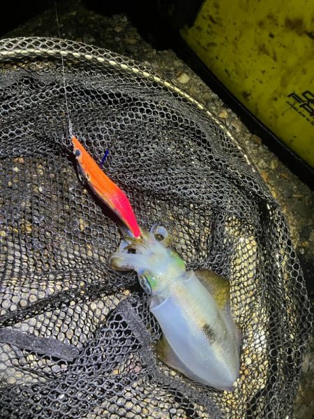 秋🦑釣れますὠ…