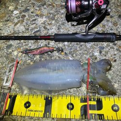 秋🦑釣れました😊