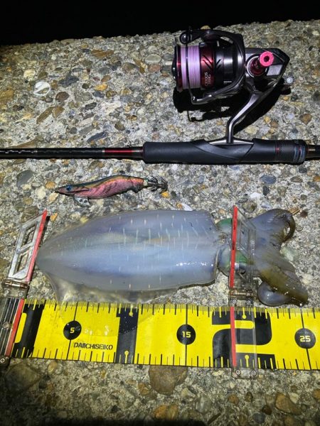 秋🦑釣れました😊