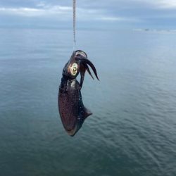 サゴシとアオリイカ