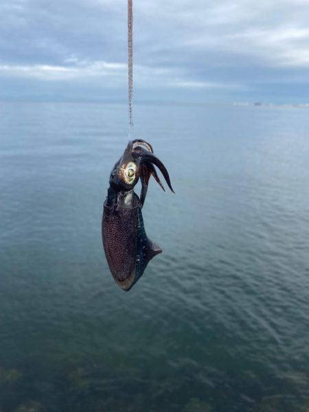 サゴシとアオリイカ