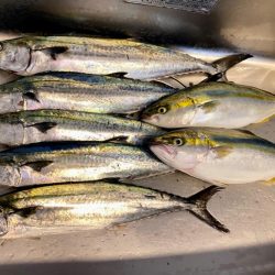 サゴシとハマチ