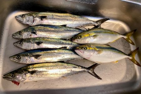 サゴシとハマチ