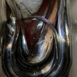 イカのちタチウオ