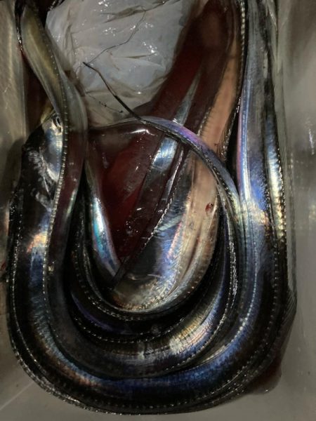 イカのちタチウオ