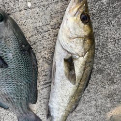 エビ撒きでグレ釣れてます