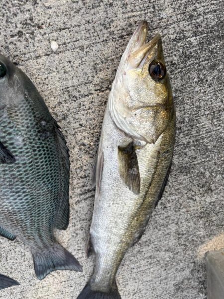 エビ撒きでグレ釣れてます