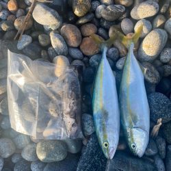 アオリとツバイソ