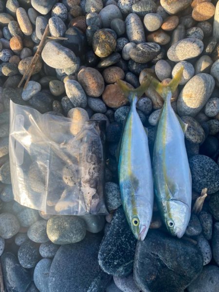 アオリとツバイソ