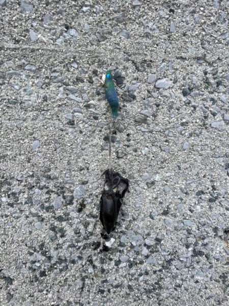 エギング　厳しい………