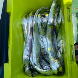 タチウオメーターオーバー