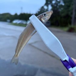 朝マヅメキスゲーム