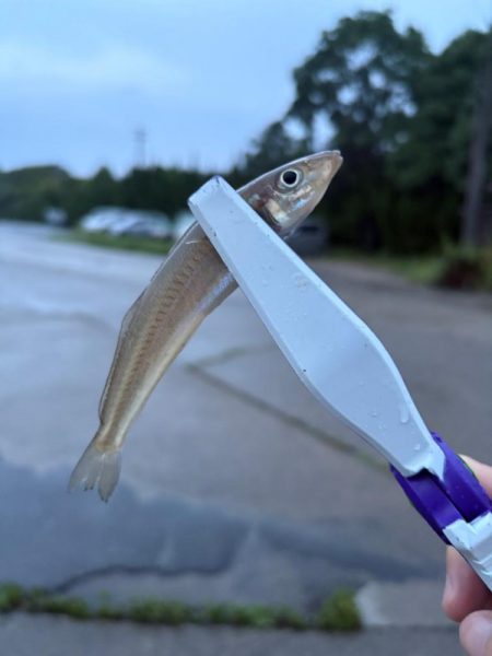 朝マヅメキスゲーム