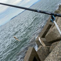 シロギスタ:小時々、中