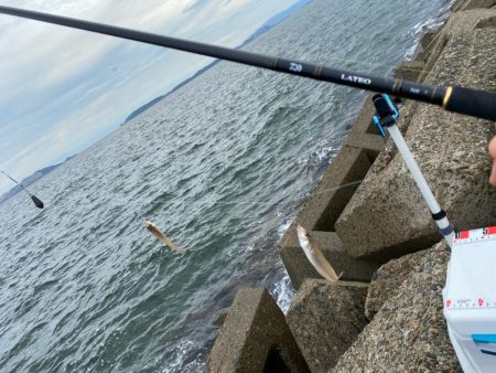 シロギスタ:小時々、中