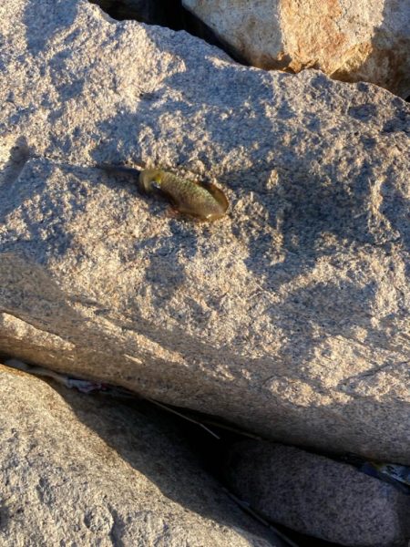 親子で新子調査