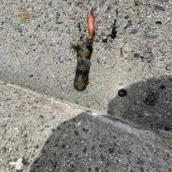 ようやくお持ち帰りサイズゲット‼️