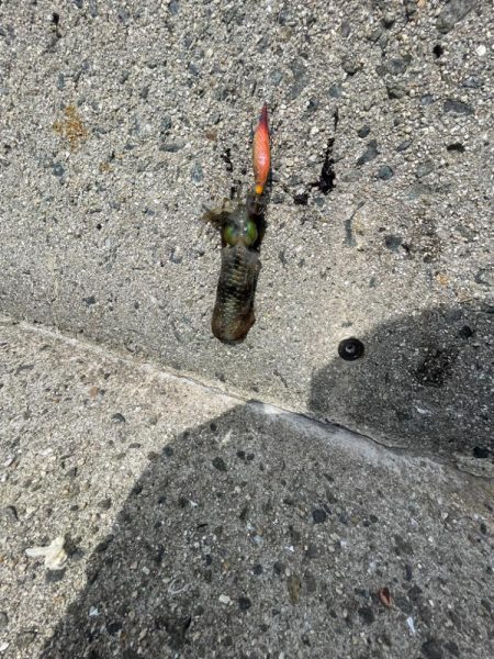 ようやくお持ち帰りサイズゲット‼️