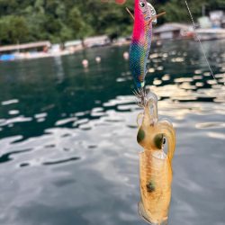 【京都】秋イカ探し