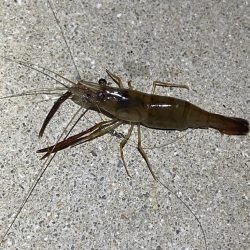 ハマりつつあるテナガエビ