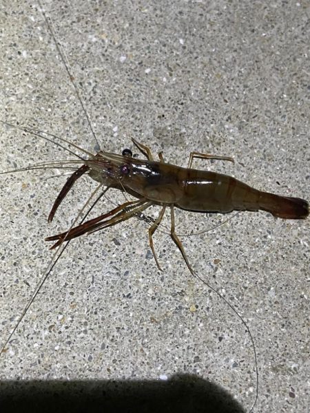 ハマりつつあるテナガエビ