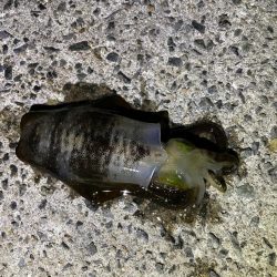 軍艦グリーンでアオリイカ