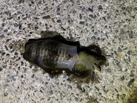 軍艦グリーンでアオリイカ