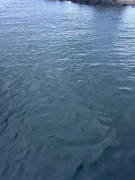 仕事終わりにちょいエギング