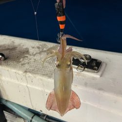 ケンサキイカ/イカメタル