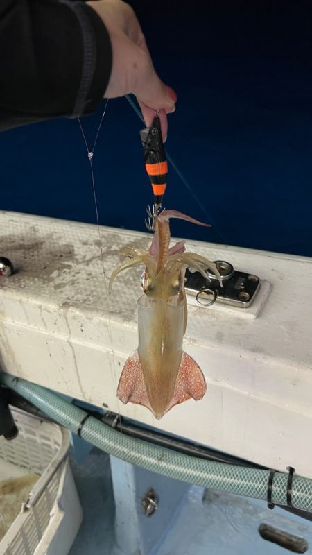 ケンサキイカ/イカメタル