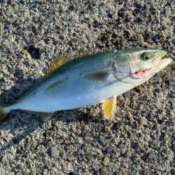 ３ヶ月ぶりの青物