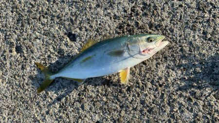 ３ヶ月ぶりの青物