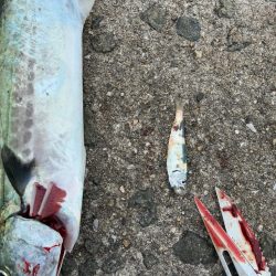 今年はサゴシの当たり年か⁉︎