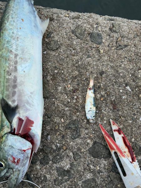 今年はサゴシの当たり年か⁉︎