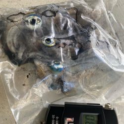 朝マヅメチャンス！？