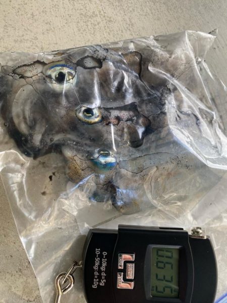 朝マヅメチャンス！？