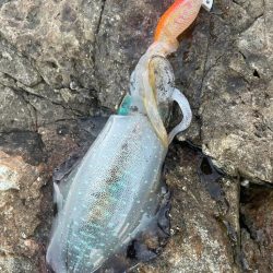 2025 佐渡ヶ島エギング Vol.8【9月12日】