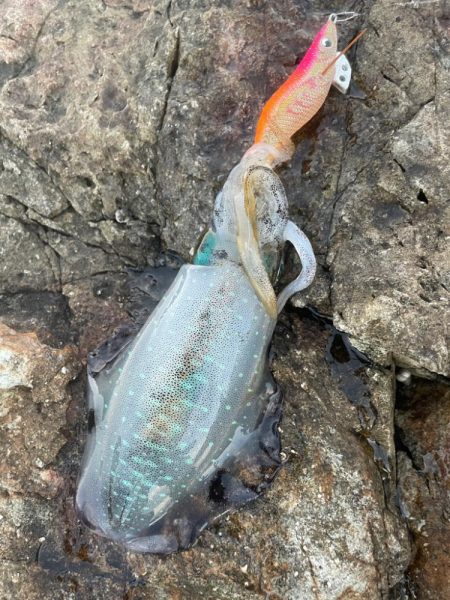 2025 佐渡ヶ島エギング Vol.8【9…