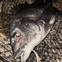 ヘチってきました