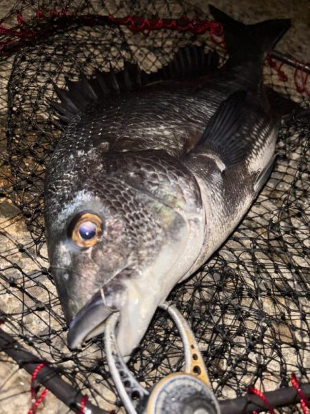 ヘチってきました