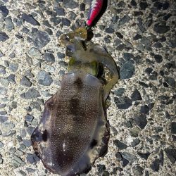 イカも休日と思いたいが…