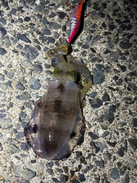 イカも休日と思いたいが…