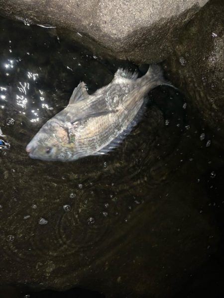 排水エリアでチヌ！