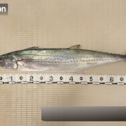 サワラ/ブレードジギング