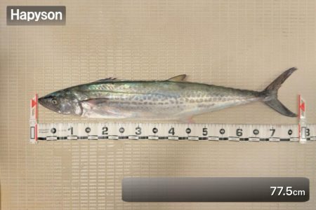 サワラ/ブレードジギング