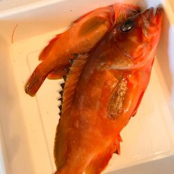 南紀ちょい釣り