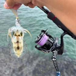 初場所エギング