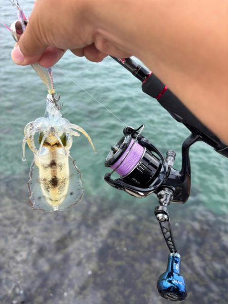 初場所エギング